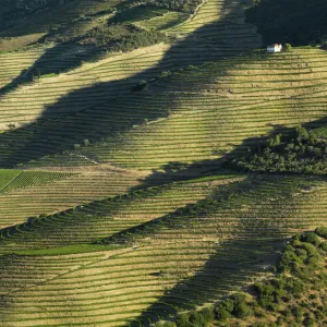 Portugal, Douro, Terraced vineyards and house