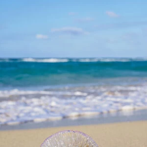 Portuguese Man-of-War jellyfish at Santa Maria del Mar Beach, Habana del Este, Havana