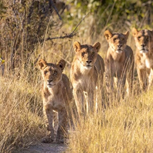 Pride of Lion, Okavango Delta, Botswana