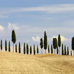 Print of Cypress Trees in Tuscany Landscape Print of Cypress Trees in Tuscany Landscape