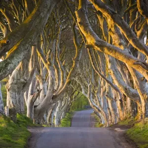 Print of The Dark Hedges, Stranocum, Northern Ireland Print of The Dark Hedges, Stranocum, Northern Ireland