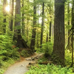 Print of a forest path in Sol Duc, Olympic National Park Print of a forest path in Sol Duc, Olympic National Park