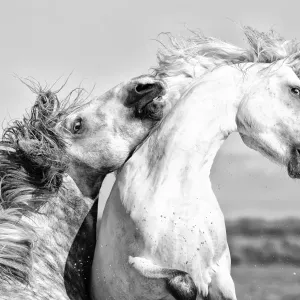 Print of Two Male Horses Sparring in Camargue, France Print of Two Male Horses Sparring in Camargue, France