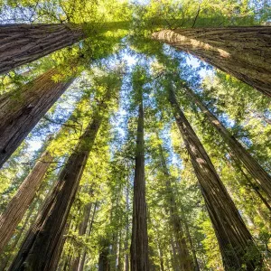 Print of Towering Redwoods, Jedediah Smith State Park Print of Towering Redwoods, Jedediah Smith State Park