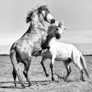 Print of White Horses Fighting in Camargue Water Print of White Horses Fighting in Camargue Water