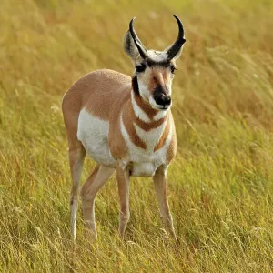 Pronghorn (Antilocapra americana) Foraging in grassy meadow, Yellowstone NP, Wyoming, USA