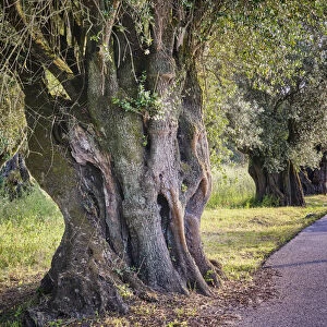 Protected olive tree (Olea europaea), more than two thousand years old