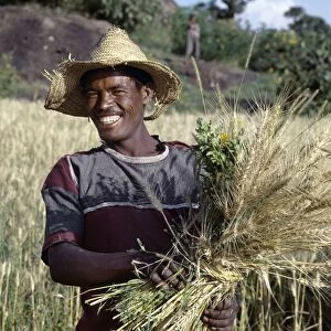A proud peasant farmer harvests wheat between Ziway
