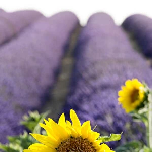 Provence, France, Europe. Lonely yellow sunflower in foreground, purlple lavander