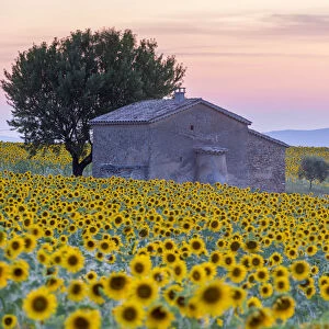 Provence, Valensole Plateau, France, Europe