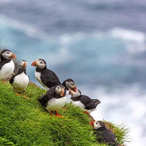 Puffin birds in Mykines, Faroe Islands, Europe