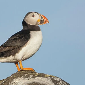 Puffin (Fratercula arctica), Isle of May, Forth of Forth, Scotland, UK