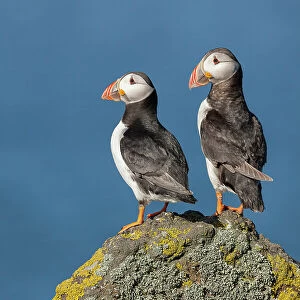 Puffin (Fratercula arctica), pair perched on lichen-covered rock, Isle of May, Firth of Forth, Scotland, UK