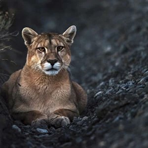 Puma at dusk following a heard of guanacos in Torres del Paine National Park, Patagonia