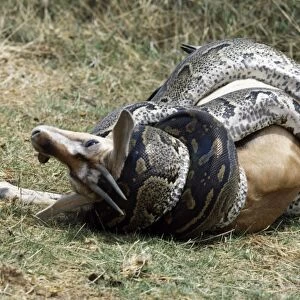 A python kills a Thomsons gazelle by constriction
