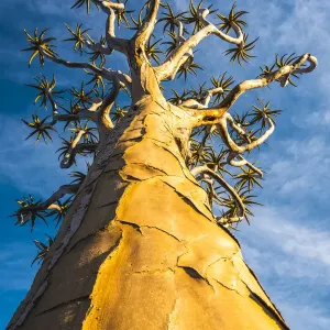Quiver Tree Print, Keetmanshoop Namibia Quiver Tree Print, Keetmanshoop Namibia