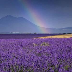 Rainbow over lavender field (Lavendula augustifolia), Valensole, Plateau de Valensole, Alpes-de-Haute-Provence, Provence-Alpes-Cote d Azur, Provence, France