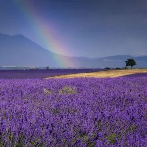 Rainbow over lavender field (Lavendula augustifolia), Valensole, Plateau de Valensole, Alpes-de-Haute-Provence, Provence-Alpes-Cote d Azur, Provence, France