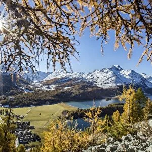 Red autumn larches hide the sun by Lake Sils. Engadine. Switzerland