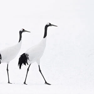 Red-crowned crane (Grus japonensis) adult pair walking in snow, Hokkaido, Japan