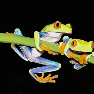 Red-eyed Tree Frogs (Agalychins callydrias) on green plant stem, Costa Rica