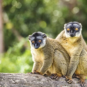 Red Fronted Brown Lemurs (Eulemur rufifrons), Madagascar