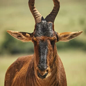 Red Hartebeest, Addo Elephant National Park, Eastern Cape, South Africa