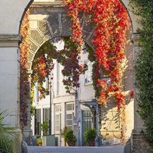 Red ivy over arch in a mews street in Kensington, London, England, UK