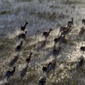 Red Lechwe rush across a shallow tributary of the Okavango