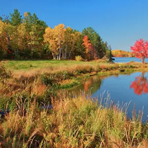 Red maple in autumn at St.Poithier Lake Worthington, Ontario, Canada