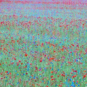 Red Poppies and Blue Cornflowers Print, Umbria Italy Red Poppies and Blue Cornflowers Print, Umbria Italy