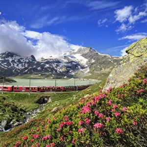 The red train of Bernina near the shores of White Lake, where the blossoming of