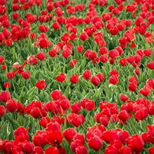 Red tulips in field in spring, Lisse, South Holland, Netherlands