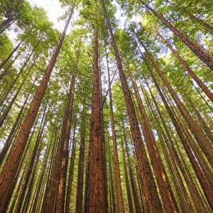 Redwoods, Rotorua, New Zealand