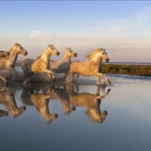 Reflection of white horses of the Camargue running through a shallow lake, Camargue