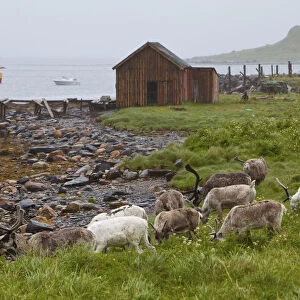 Reindeer in coastal landscape, Nordkapp, Finnmark, Norway