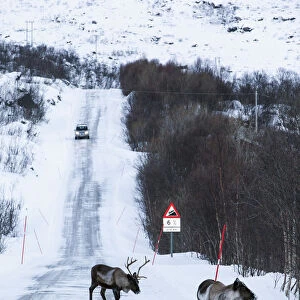 Reindeer, Kvaloya, Troms region, Norway