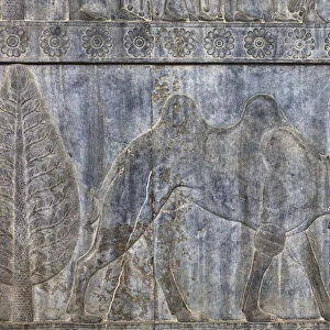 Relief on staircase, Apadana Palace, Persepolis, ceremonial capital of Achaemenid Empire