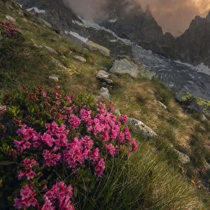 Rhododendron Ferrugineum growing near Freney Glacier Italian alps