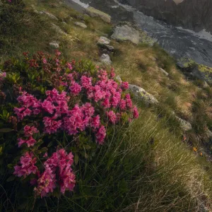 Rhododendron Ferrugineum growing near Freney Glacier Italian alps