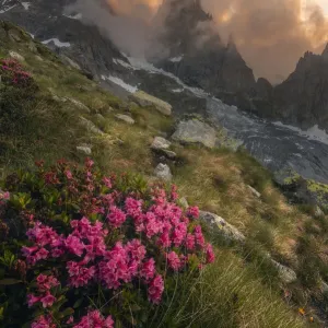 Rhododendron Ferrugineum Print: Freney Glacier Italian Alps