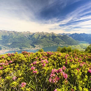 Rhododendrons in bloom with Lake Como and Alto Lario in the background, Monte Legnoncino