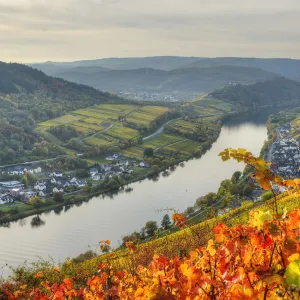 River Mosel with Zell-Merl at fall, Rhineland-Palatinate, Germany