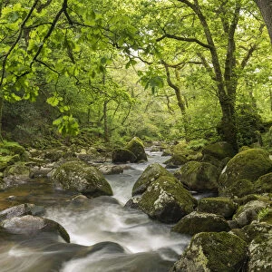 River Plym flowing through Dewerstone Wood, Dartmoor, Devon, England. Spring (May) 2016