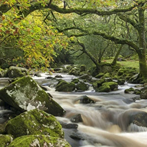 River Plym rushing through Dewerstone Wood, Shaugh Prior, Dartmoor National Park, Devon