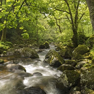 River Plym rushing through Dewerstone Wood, Shaugh Prior, Dartmoor, Devon, England