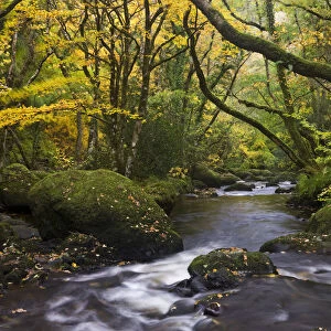 River Teign flowing through deciduous woodland, Dartmoor, Devon, England. Autumn
