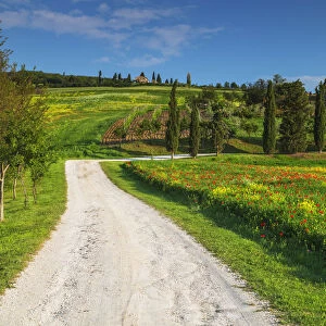 Road Leading to Villa, Tuscany, Italy