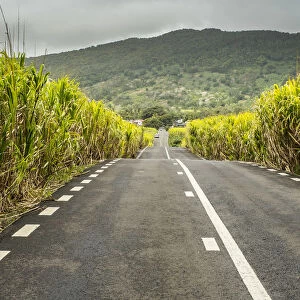 Road through sugar cane fields, Flacq District, Mauritius