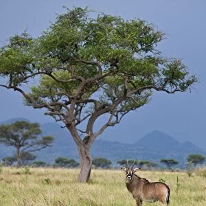 A Roan antelope in the Lambwe Valley of Ruma National Park, the only place in Kenya where these large, powerful antelopes can